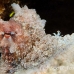 octopus_reef_muck_h_0705_png2258.jpg
